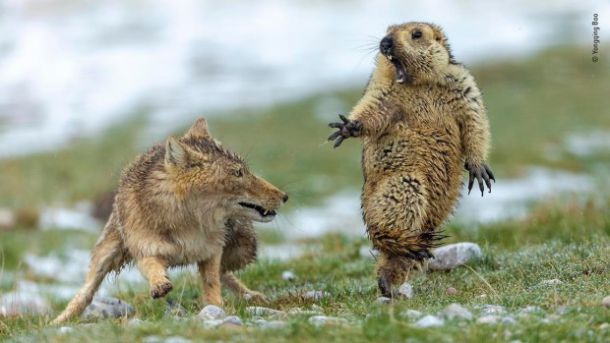    Снимка на изплашен мармот спечели Wildlife Photographer of the Year 2019