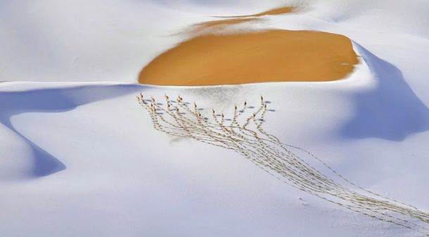    Снимка на изплашен мармот спечели Wildlife Photographer of the Year 2019