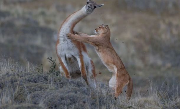    Снимка на изплашен мармот спечели Wildlife Photographer of the Year 2019