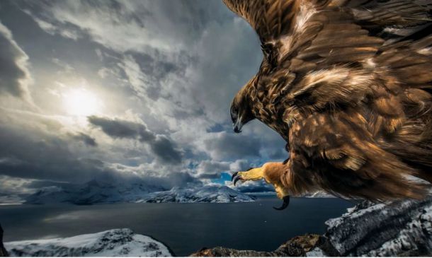   Снимка на изплашен мармот спечели Wildlife Photographer of the Year 2019