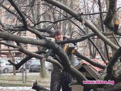 Депутат окастри дървета пред старчески дом (ФОТОГАЛЕРИЯ)