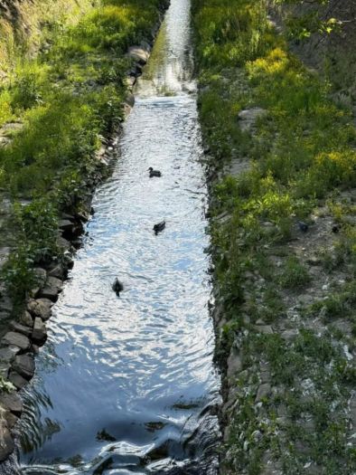 Патици в Перловската река: ФОТО НА ДЕНЯ